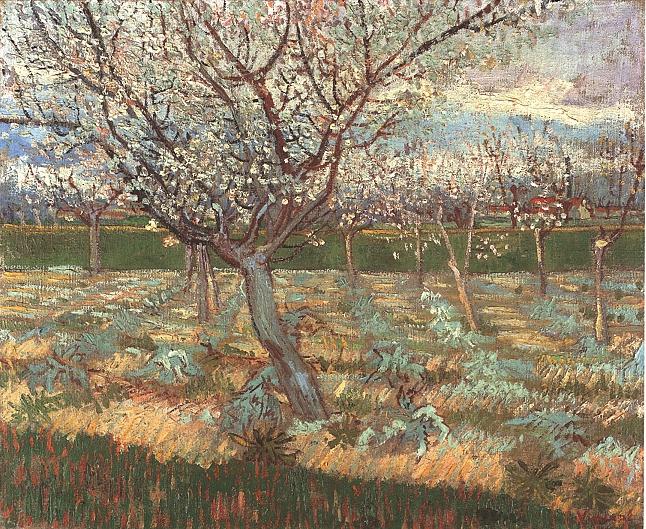Apricot Trees in Blossom 