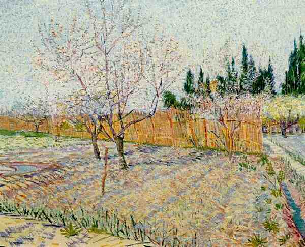 Orchard with Peach Trees in Blossom 