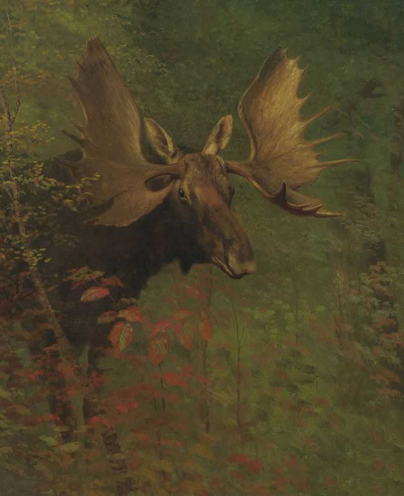 ּ¹ - Study of a Moose