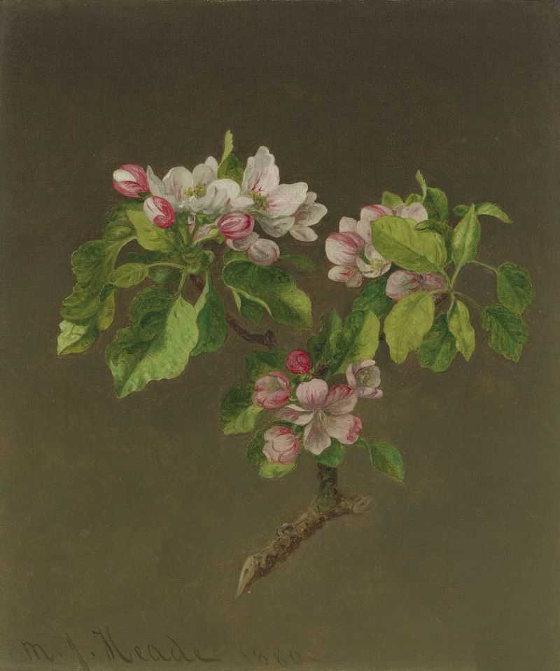 ƻ - Apple Blossoms