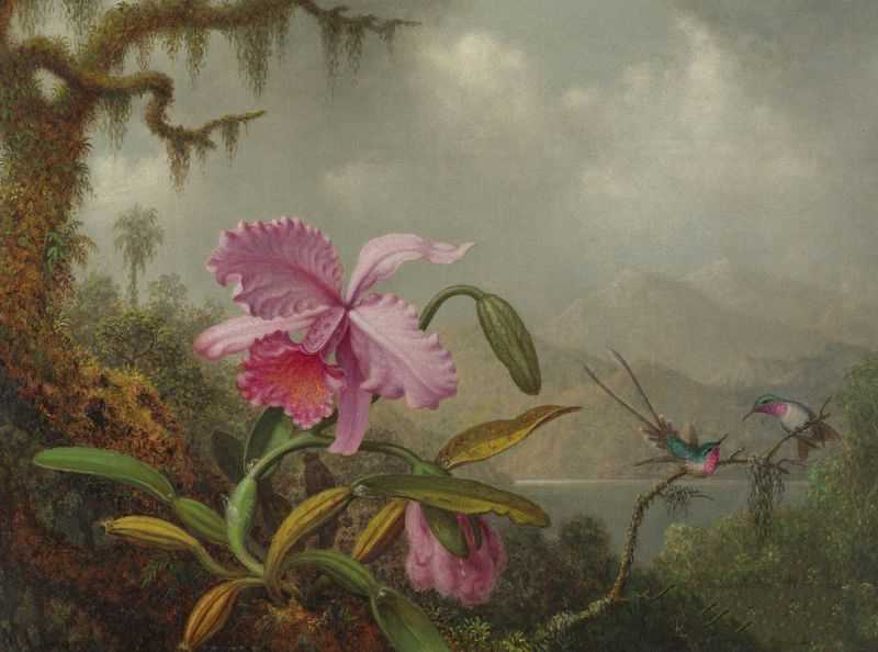  - Orchids and Hummingbirds