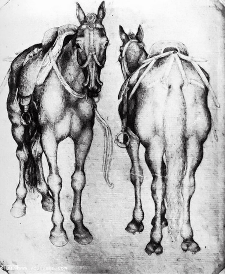 horses