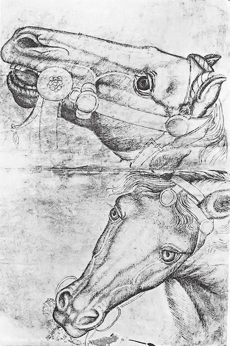 study of horse heads