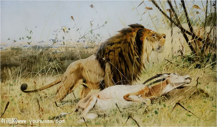 lion and his prey