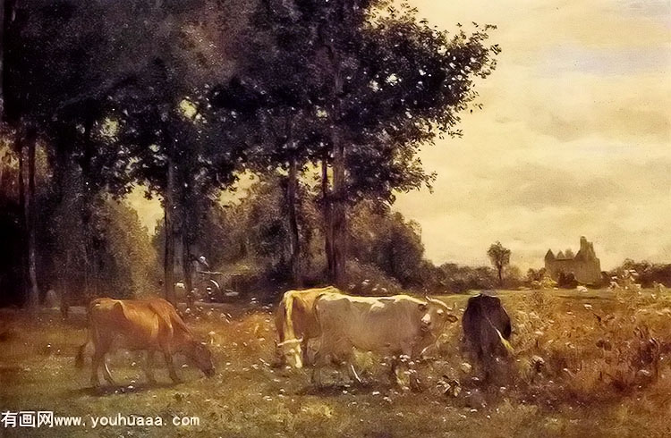 cows grazing