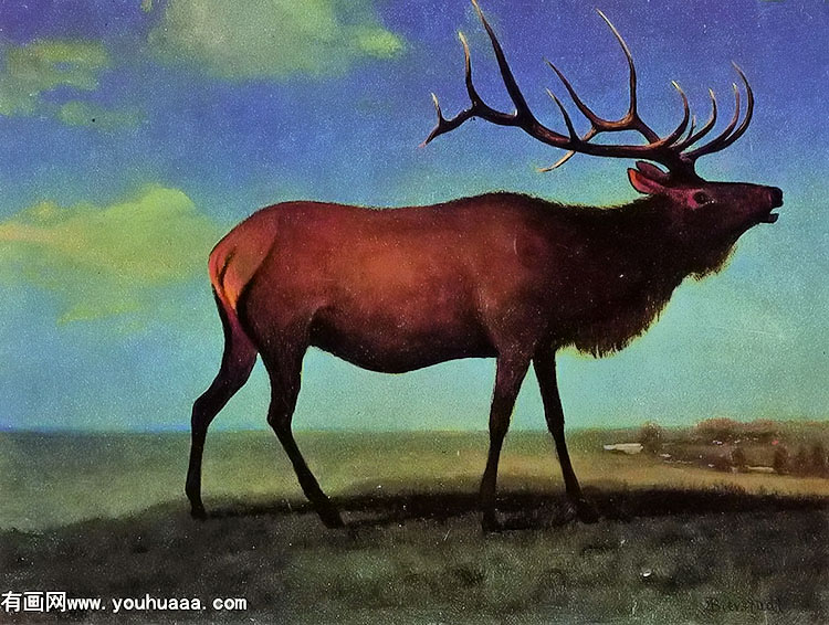 elk