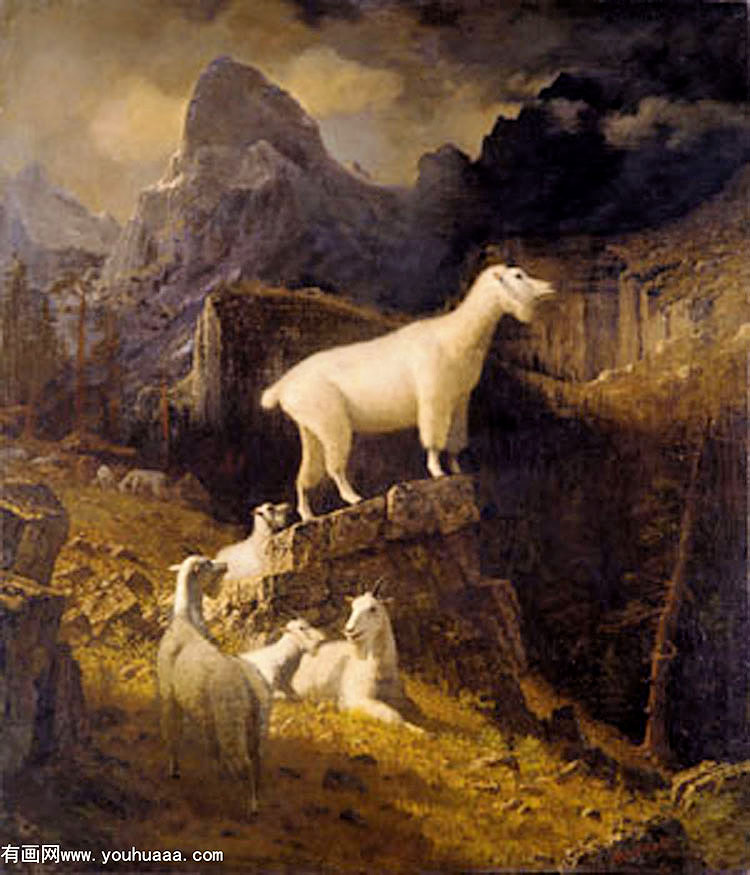 rocky mountain goats