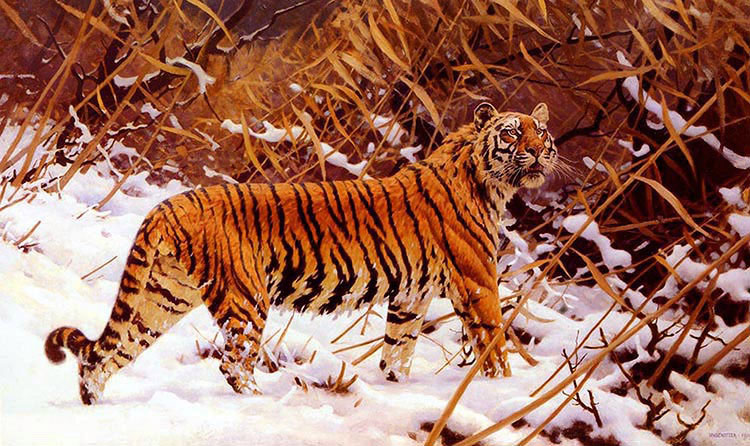 siberischer tiger in einer schneelandschaft