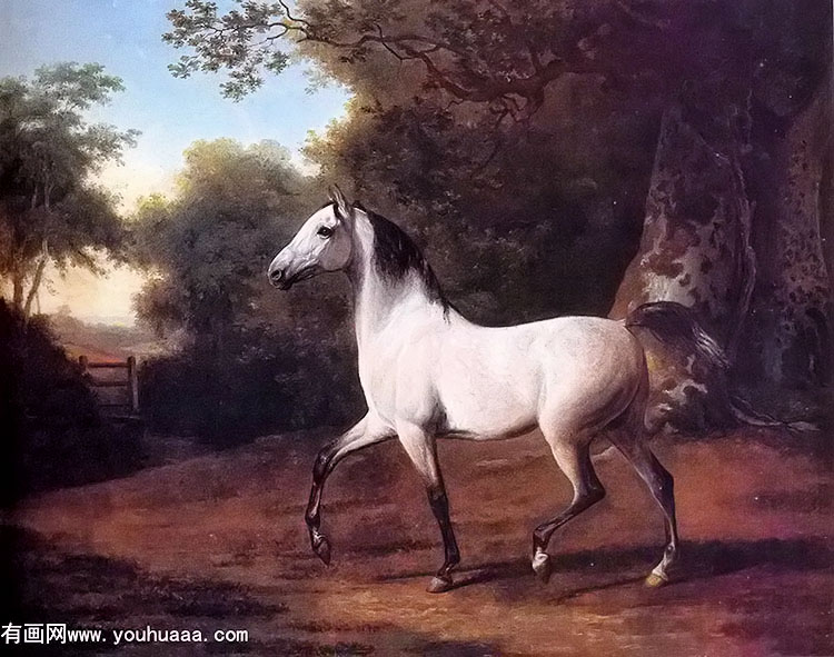 a grey arab stallion in a wooded landscape