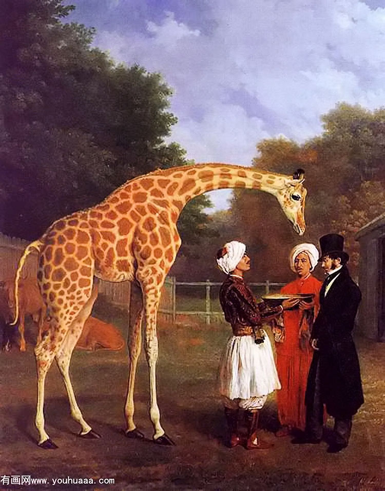 the nubian giraffe