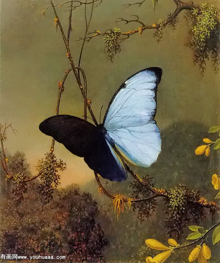 blue morpho butterfly