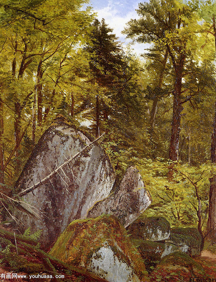 forest interior