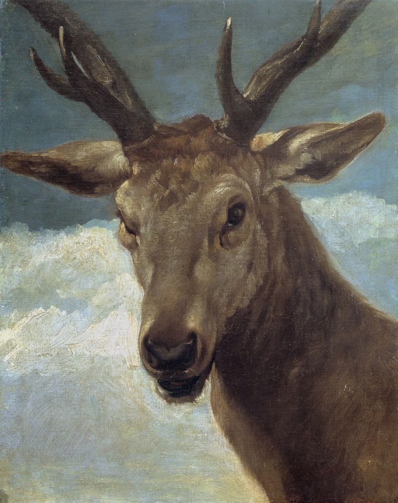 ¹ͷ - Head of a Buck