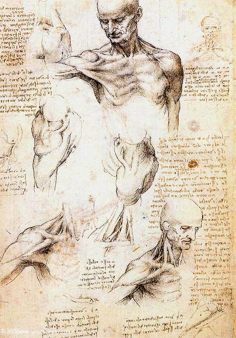 ԼĽо - anatomical studies of a male shoulder