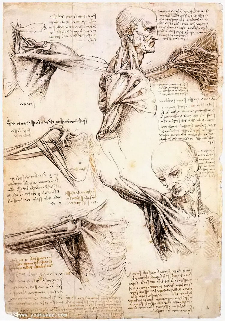 Ľо - anatomical studies of the shoulder