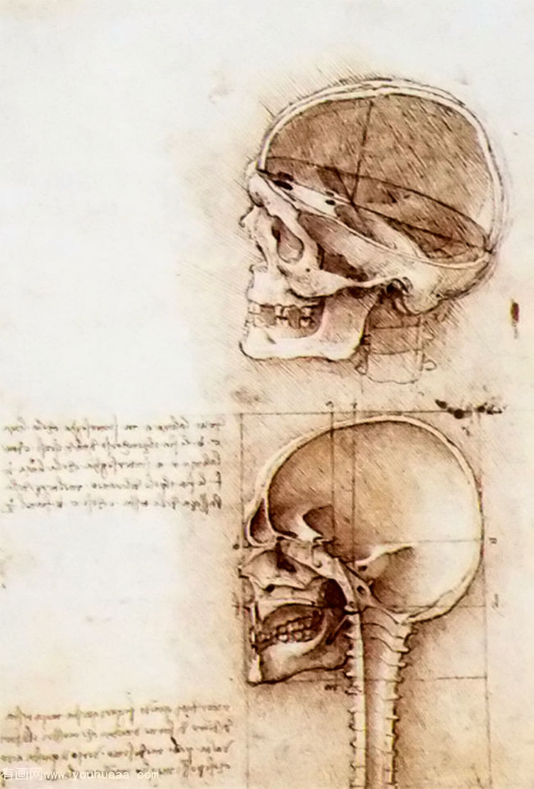 ͷϰ - studies of human skull