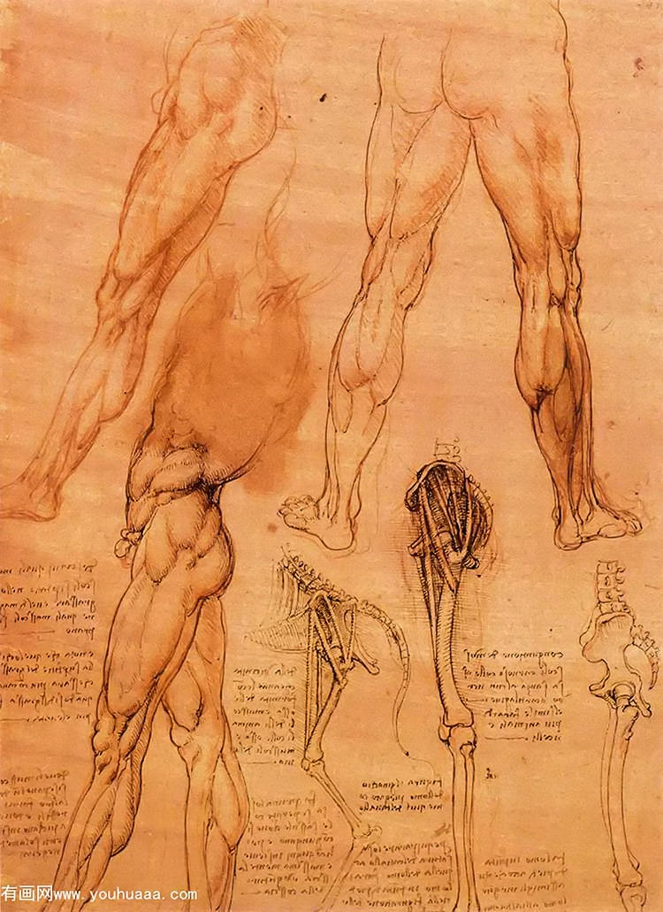 ϰ - studies of legs of man and the leg of a horse