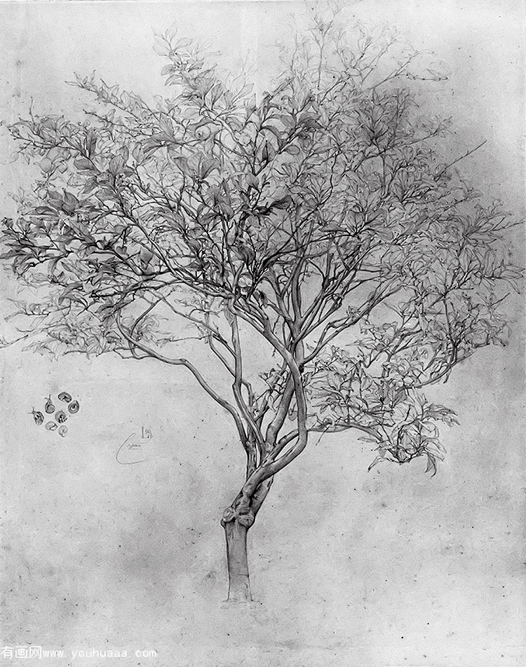 study of a lemon tree