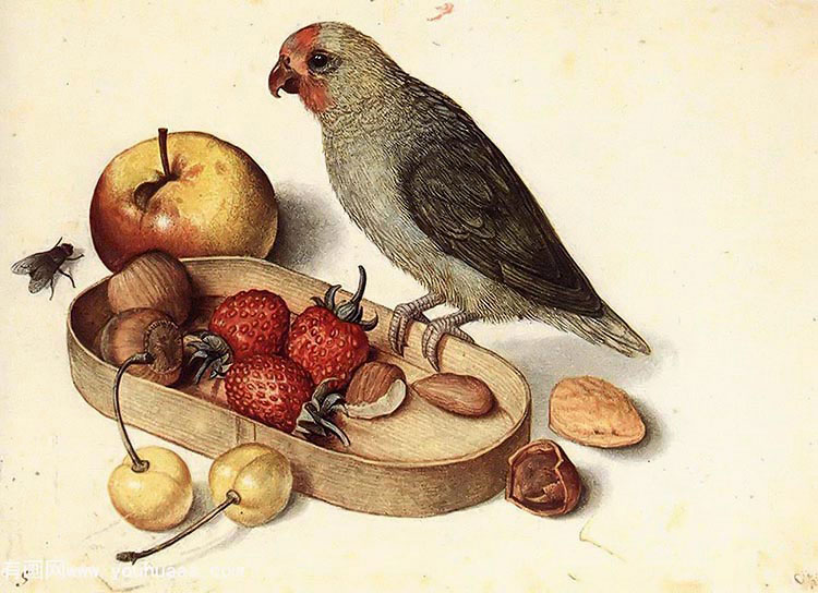 ٪ - still life with pygmy parrot