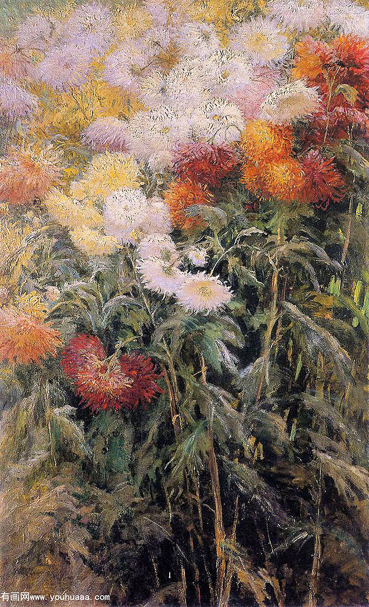 clump of chrysanthemums, garden at petit gennevilliers