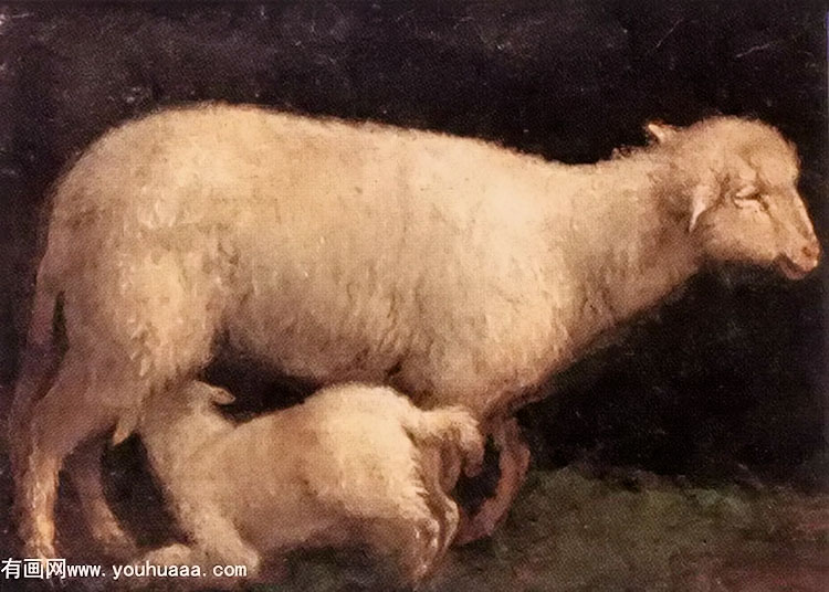 sheep and lamb