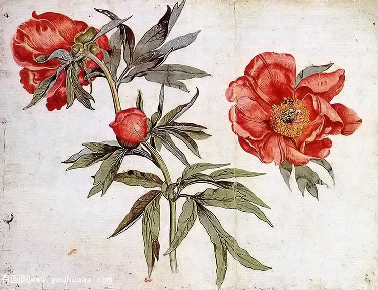 ĵϰ - study of peonies