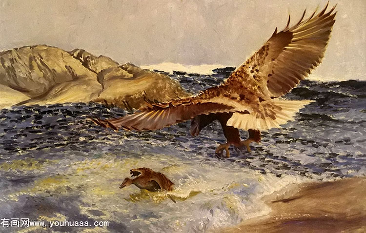 a sea eagle chasing eider duck