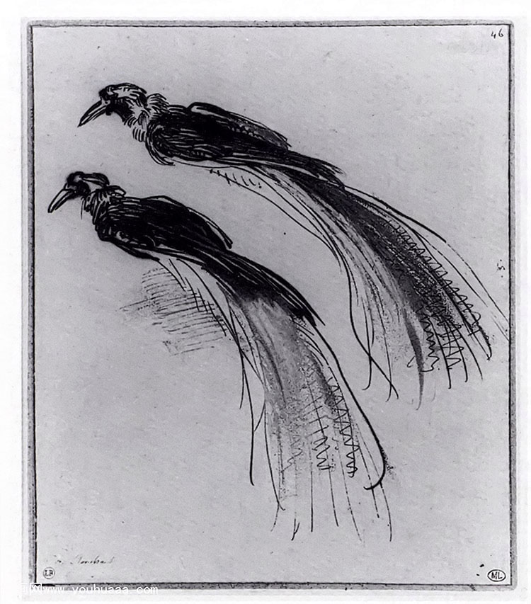 ϰ - two studies of a bird of paradise