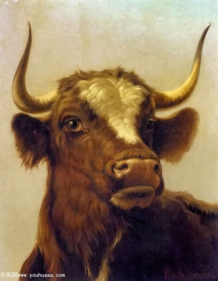 head of a bull