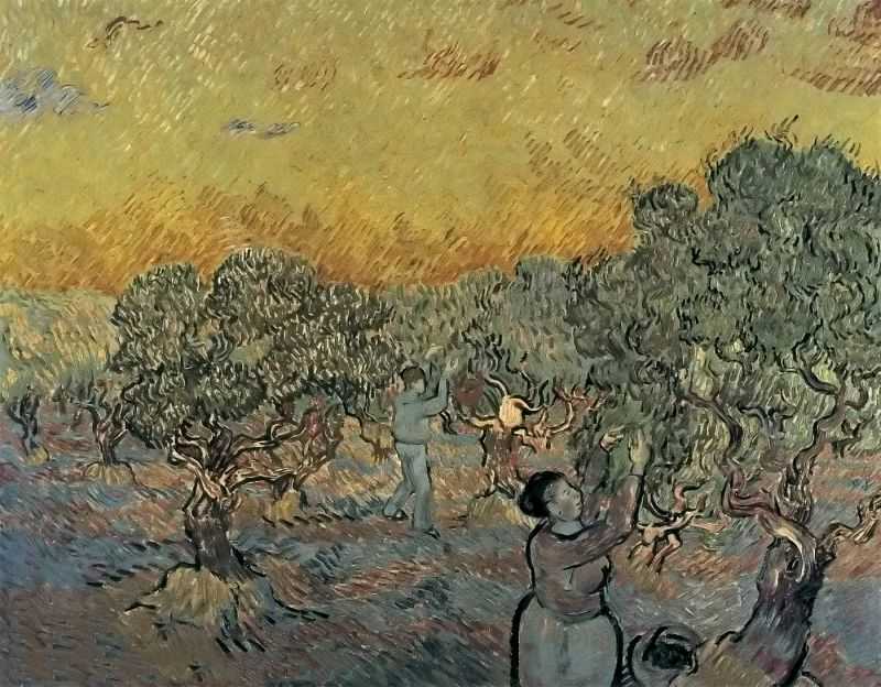 ԰ժŮ - olive orchard with a man and a woman picking fruit