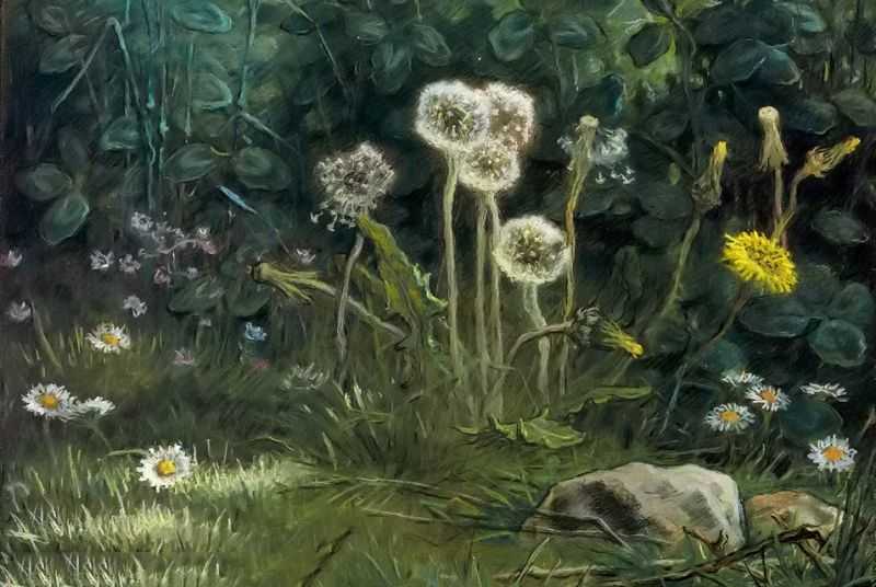 Dandelions