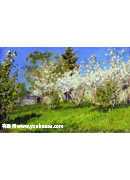 Apple trees in blossom