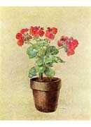 Geraniums