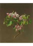 ƻ - Apple Blossoms