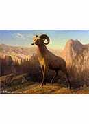 a rocky mountain sheep, ovis, montana