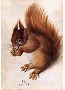 squirrel