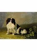 a king charles spaniel in a landscape