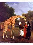 the nubian giraffe