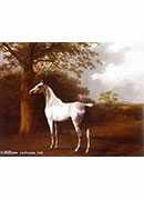 white horse in pasture