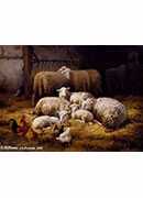 sheep and chickens in a farm interior