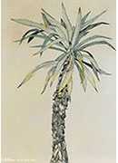 palm tree