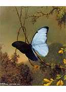 blue morpho butterfly