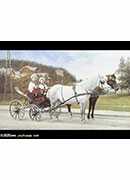 young boys in a horse drawn carriage