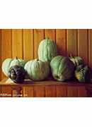 green pumkins