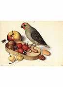 ٪ - still life with pygmy parrot