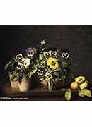 :ɫ - still life with pansies