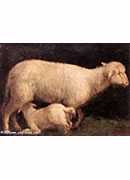 sheep and lamb