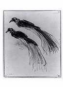 ϰ - two studies of a bird of paradise