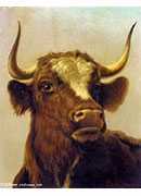 head of a bull