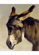 head of a donkey